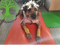 Фермер-садист из Зеленоградского района пытается уйти на СВО?