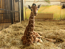 В зоопарке Калининграда родился жирафёнок (видео)