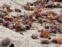 Работники "Куршской косы" не собираются убирать мертвых жуков с пляжей