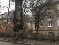 Мэрия Калининграда поиздевалась над защитницей деревьев