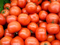 В продажу в Калининграде поступят освобождённые от моли томаты из Турции
