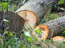 Когда слова расходятся с делами