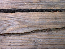 В Национальном парке "Куршская коса" начался сезон миграции гусениц соснового шелкопряда