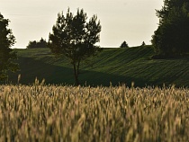 Эксклюзив: в Зеленоградском районе нашли отравленную землю