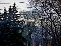 Машков скомандовал, включить активистов в комиссию по озеленению Калининграда