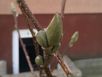 За два дня до Нового года в Калининграде на деревьях набухли почки