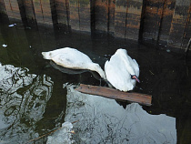 В Балтийске за неделю погибли 10 лебедей из-за разлива нефтепродуктов
