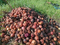 Переработчик фруктов в Калининграде мурыжил оптовика