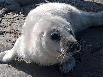 В Калининграде подготовлена  памятка о том, как себя вести при встрече с тюленем