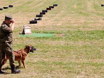 Турист пытался вывезти в Польшу 33 кг янтаря
