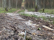 На Куршской косе разложили на просеках доски с острыми болтами 