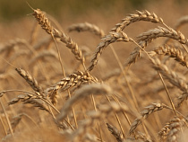 Рекорд: средняя урожайность зерна в Калининградской области составляет 45,7 центнера с гектара