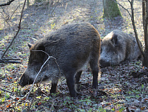 АЧС: встал вопрос об ограничении охоты в Калининградской области