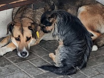 В Калининграде женщина зарезала спасённую ею собаку