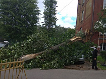 У КМРК дерево упало на припаркованные авто