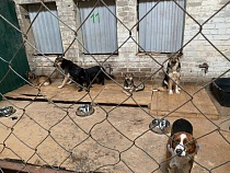 На приют для собак в Славянском выделяют 220 млн рублей из бюджета