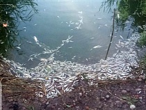 В Форелевом озере Калининграда идёт массовый замор рыбы