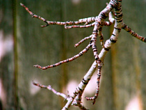 Сухая ветка березы, упавшая на «Лексус», стоила ЖЭУ более 95 тысяч рублей