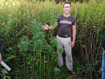 Под Изобильным нашли плантацию марихуаны