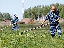 Наркополицейские Калининградской области с мая по октябрь 2014 года проведут профилактическую операцию "Мак"