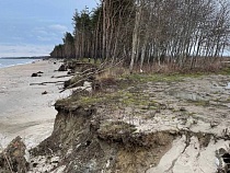 Власти продали упавшие в Куликово сосны двум семьям и жителю