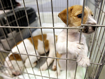 В Калининградской области создана отдельная служба, занимающаяся отловом бродячих животных