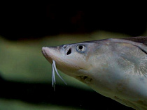 7 777 кг сомнительного осетра из Уругвая пытались ввезти в Калининград