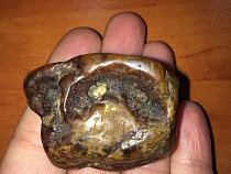 Алексей Заливатский показал янтарь с отпечатком челюсти