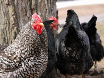 Сотрудничеством с регионом в аграрной сфере заинтересовался Бранденбург