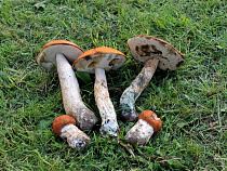 Спасатели всю ночь искали грибника, заблудившегося в лесу в Славском районе