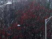 В Калининградской области ударит мороз