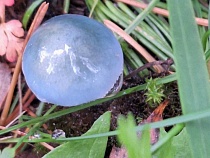 Калининградскую область напугали светящимся грибом