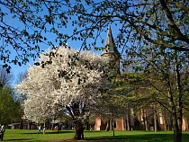 В Калининград на майские праздники полетят Девы и Раки