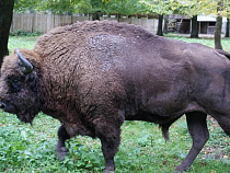 Польские лесничие  предложили разводить зубров на Виштынце