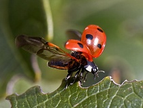 «Чужой» против вредителей: как защитить урожай и сохранить его экологическую чистоту