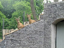 Всю подкопытную правду Калининградский зоопарк выдаст 18 июня