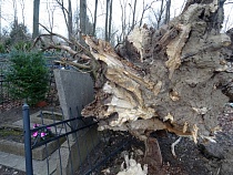 На кладбище в Гурьевском районе дерево упало на десятки могил (фото)