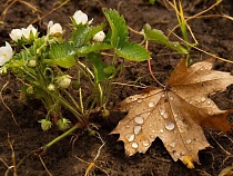 В Калининградской области к Новому году распускается клубника