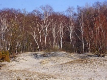 Эти 3 раздражителя заставят Калининградскую область чихать целыми днями