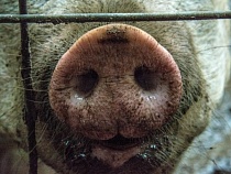 Вирус африканской чумы свиней приближается к Польше