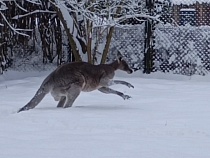 В центре Калининграда по сугробам прыгают настоящие кенгуру