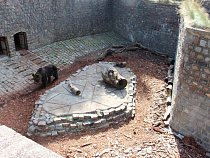 В Калининградском зоопарке откроют Дом для медведей предпенсионного возраста