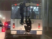 Калининград огорошили числом заявлений в полицию на камикадзе с транспорта