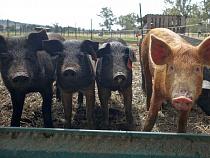 Россельхознадзор предупредил о подорожании свинины