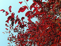 Набережную Ветеранов в Калининграде озеленят липы, клен и гинкго 