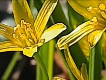 Это растение поразило предсказанием погоды в Калининграде