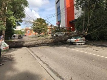 На Ялтинской в Калининграде упавшее дерево расчленило «Ауди 80»