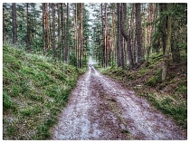 Алиханов разорвал контракт о бесплатной вырубке придорожных аллей