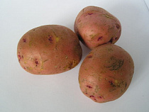 В Калининградскую область запретили ввозить 4,6 кг картофеля из Литвы