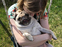 Содержать собаку в Калининграде дороже, чем в Москве, Питере и Сочи